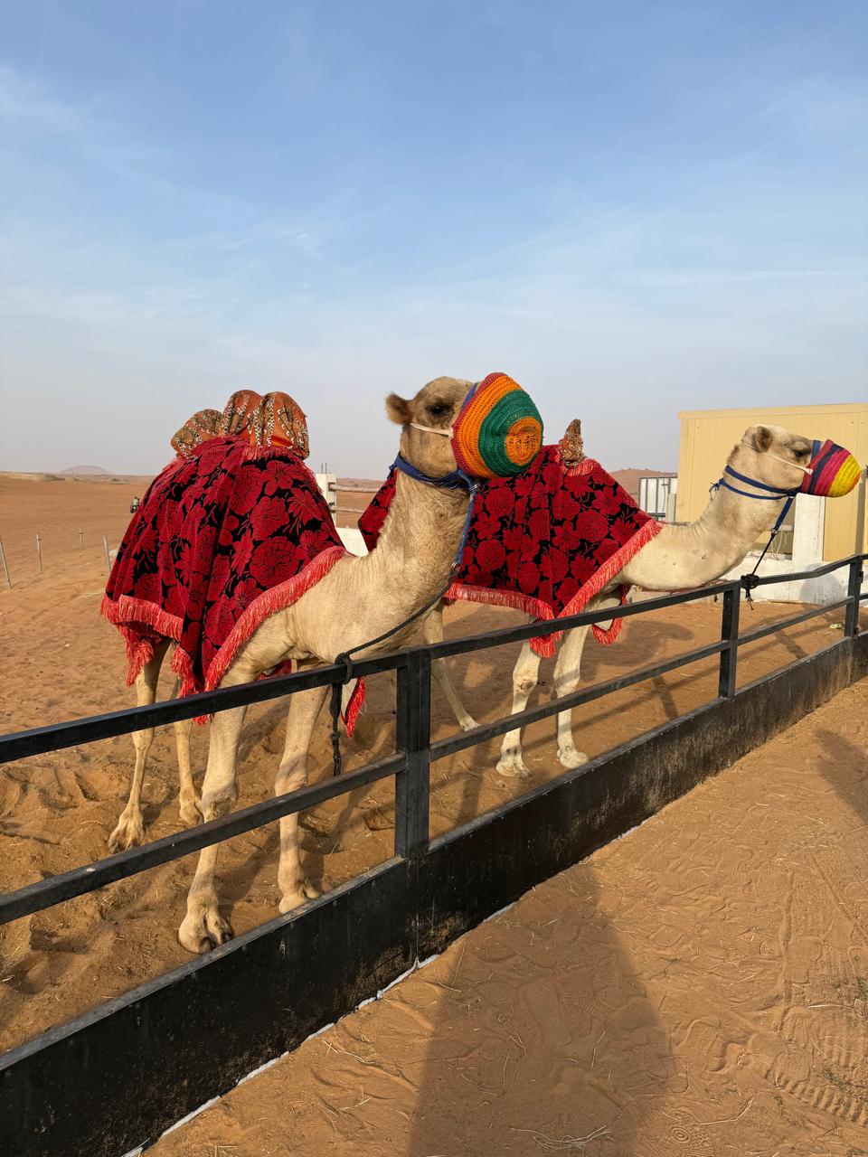 Dubai Travel Package - Image 4